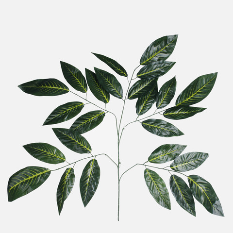 Mango (5 x 5) F004X5