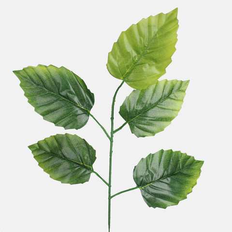 Alder F212