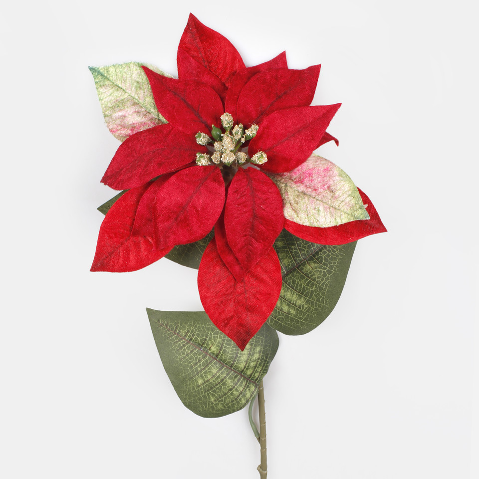 Velvet poinsettia, Red/T.T. Green L883S-02