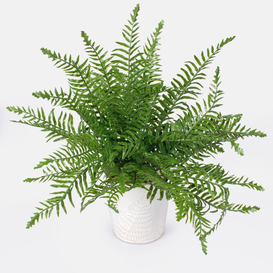 Fern bush, Green Z204-01