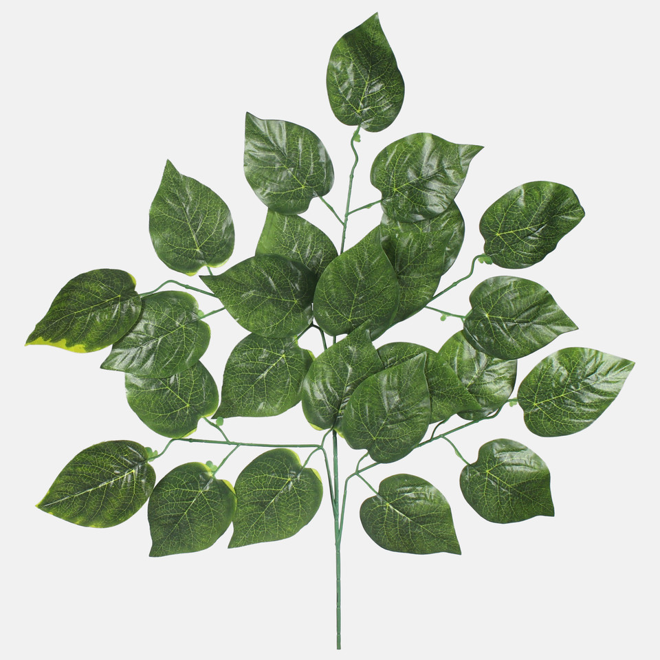 Poplar, Green F182-01