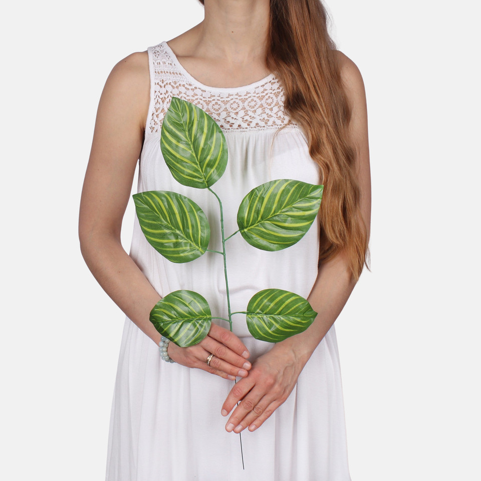 Calathea F214