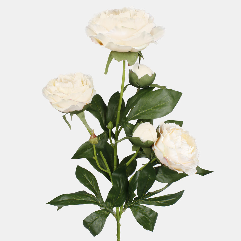Peony, Peach L871-02