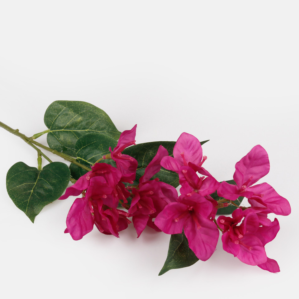 Bougainvillea, Mix 1 L743-01