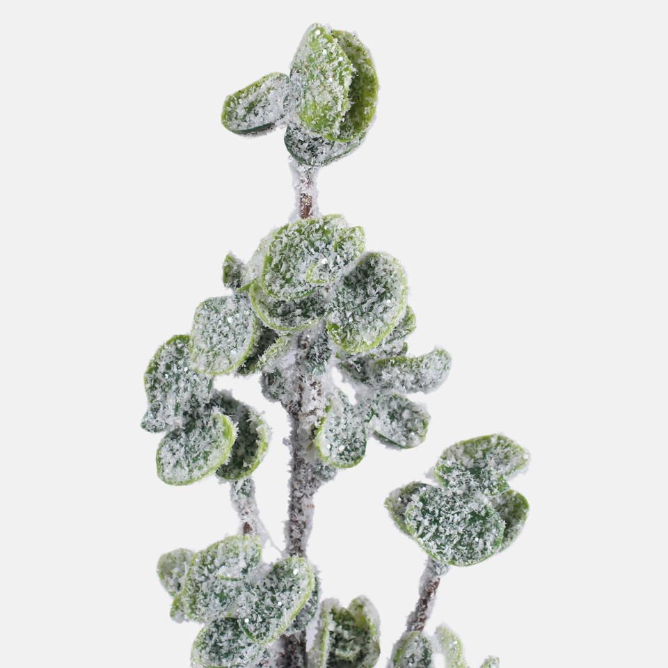 Snow-covered eucalyptus, Green A844S-01