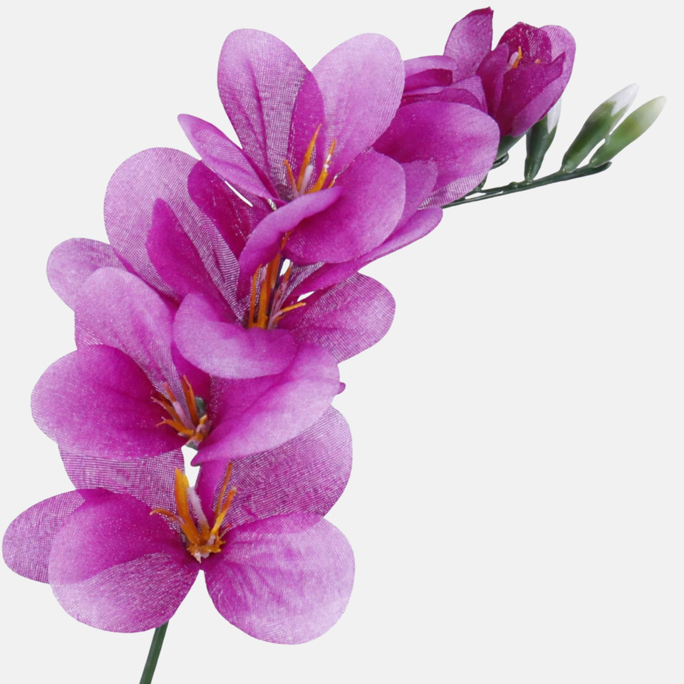 Freesia, Purple W056-09