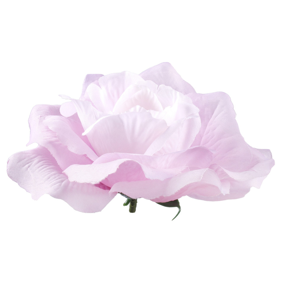 Róża francuska, Lt. Lilac/Violet Edge W087-06