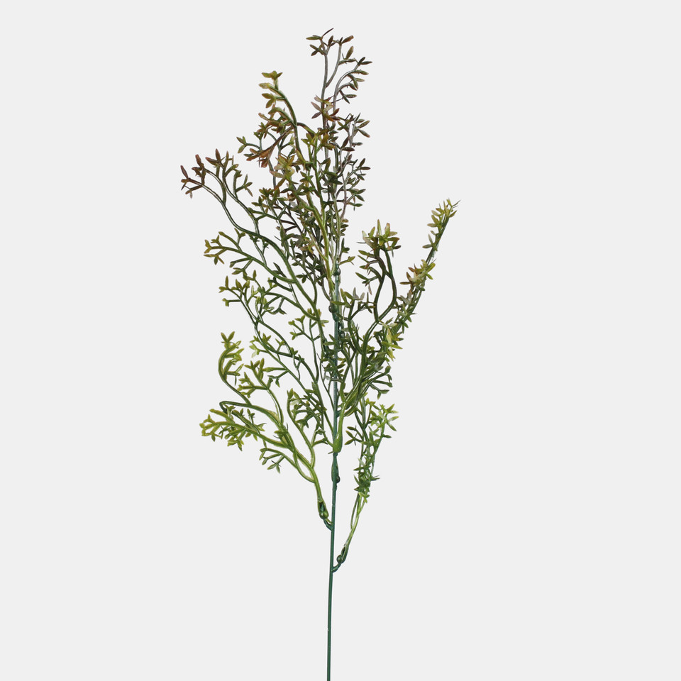 Asparagus, Brown/Green A790K-03