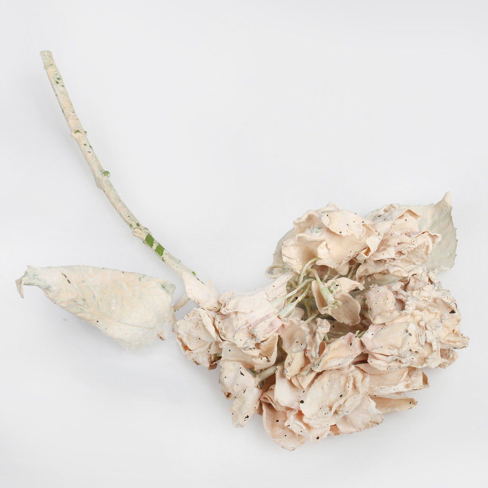 Hortensja, Beige G462-02
