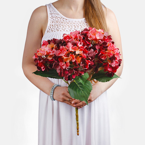 Hydrangea x 5 Q062 (Product size)