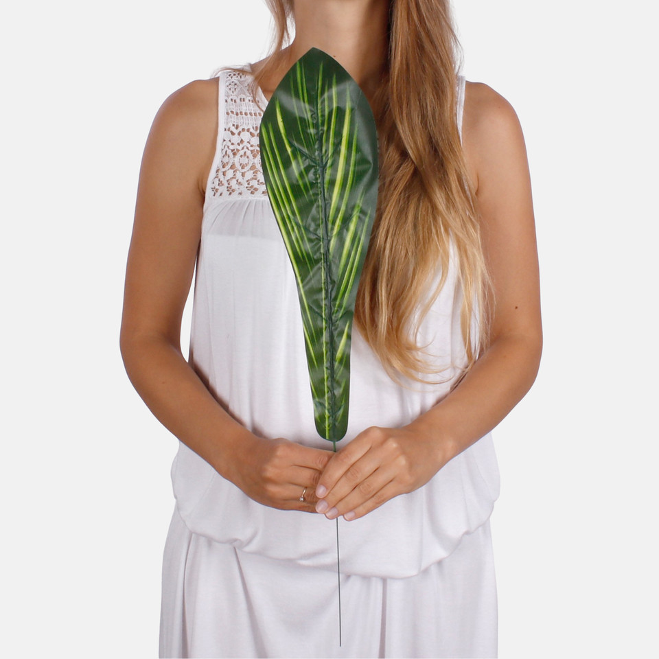 Asplenium leaf A619