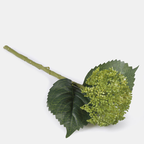 Hydrangea, Green G459-01