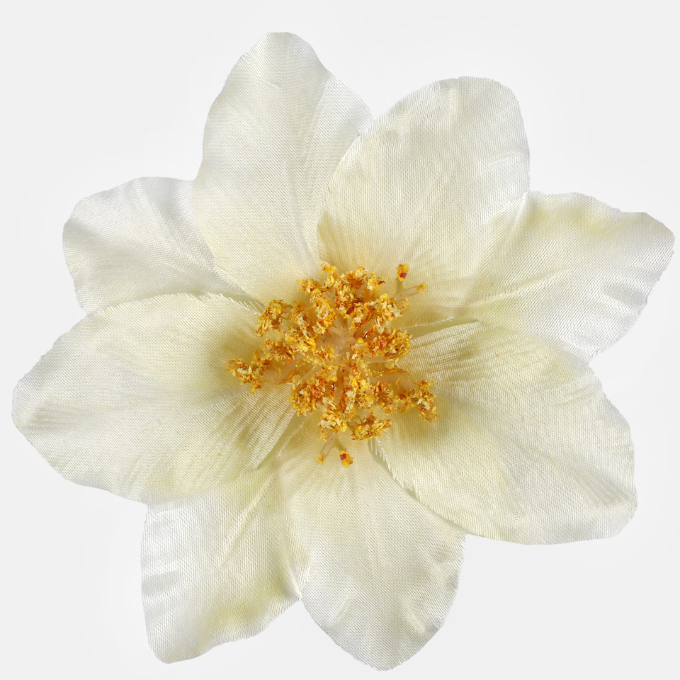 Klematis, Cream W572-02