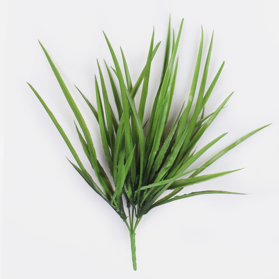 Dracaena, Green Z230-01