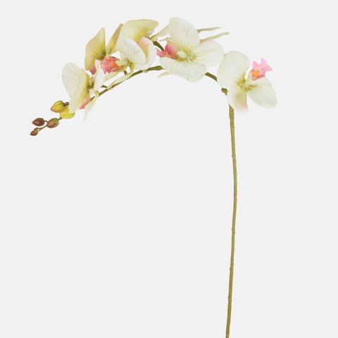 Orchid, Lt. Green K363-04
