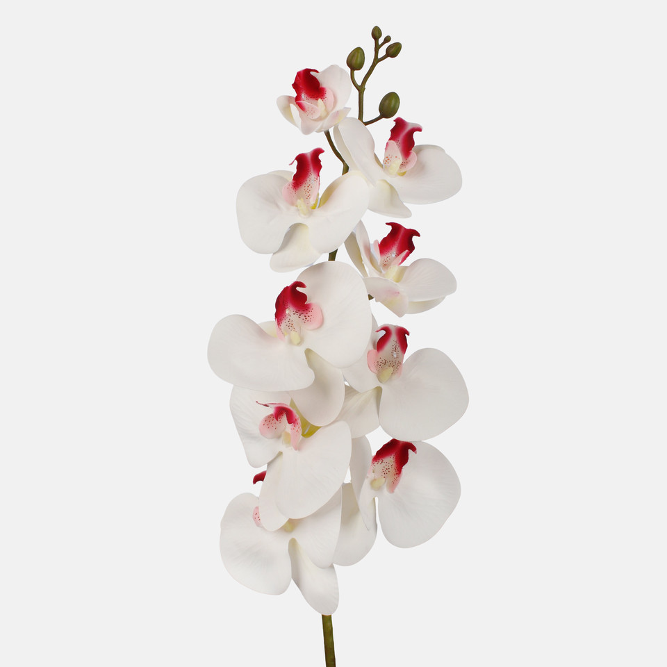 Orchid, Cream L763L-02