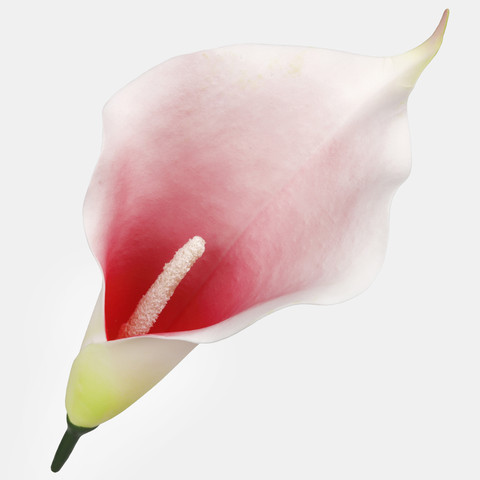 Calla W713
