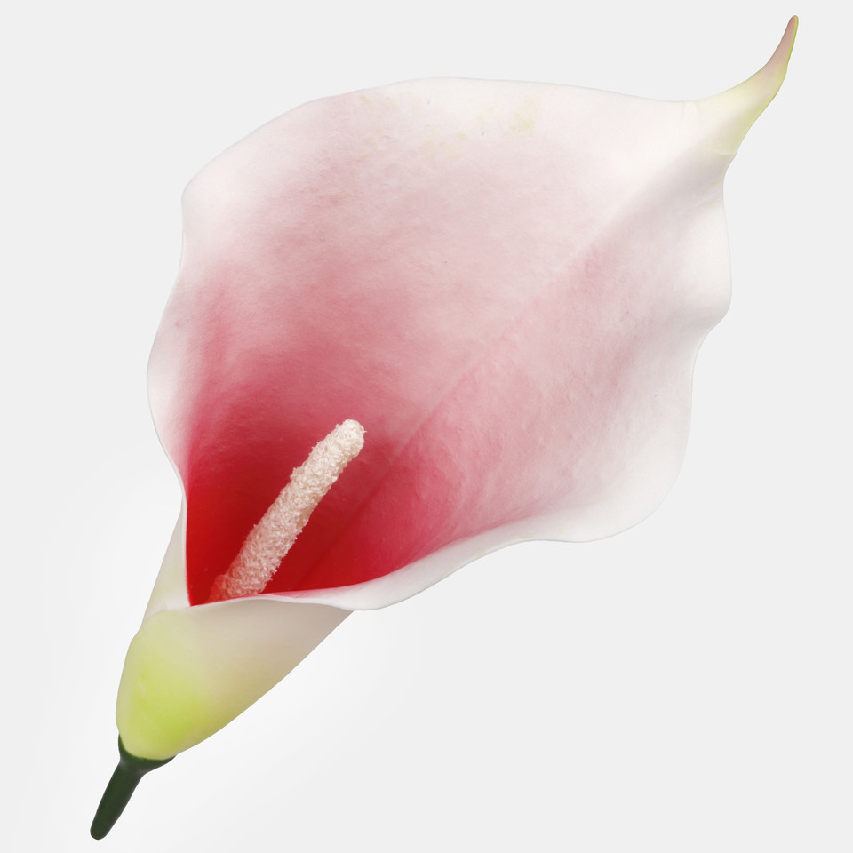 Calla, Pink/Cream/Green W713-04