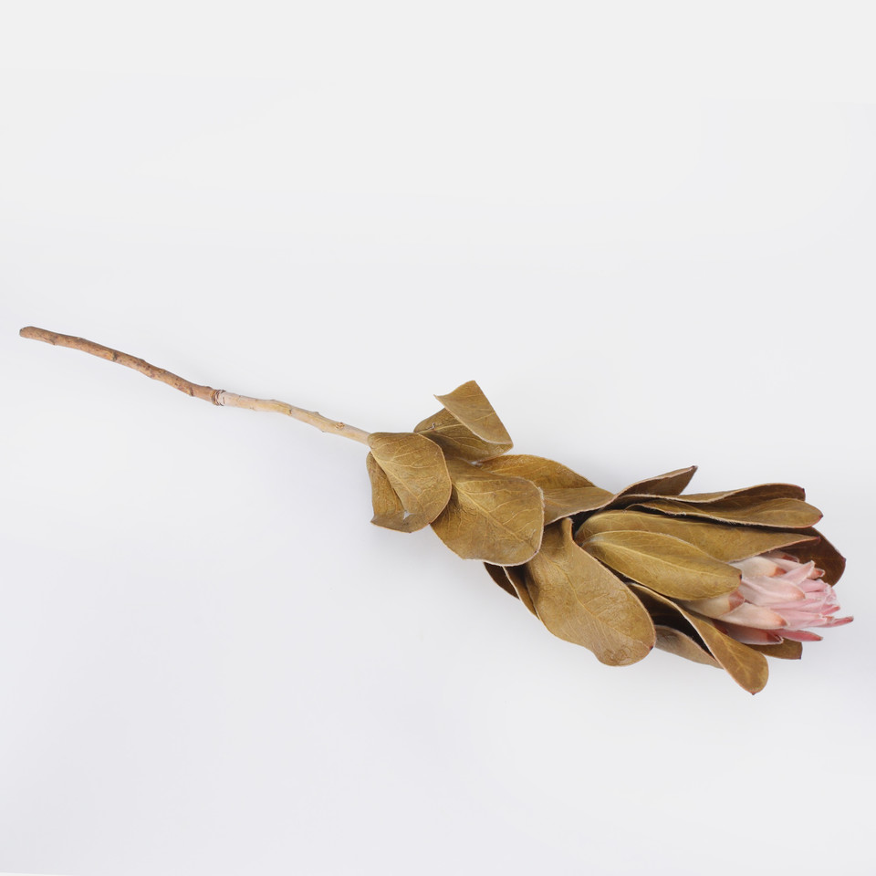 Protea, Pink Y640-01