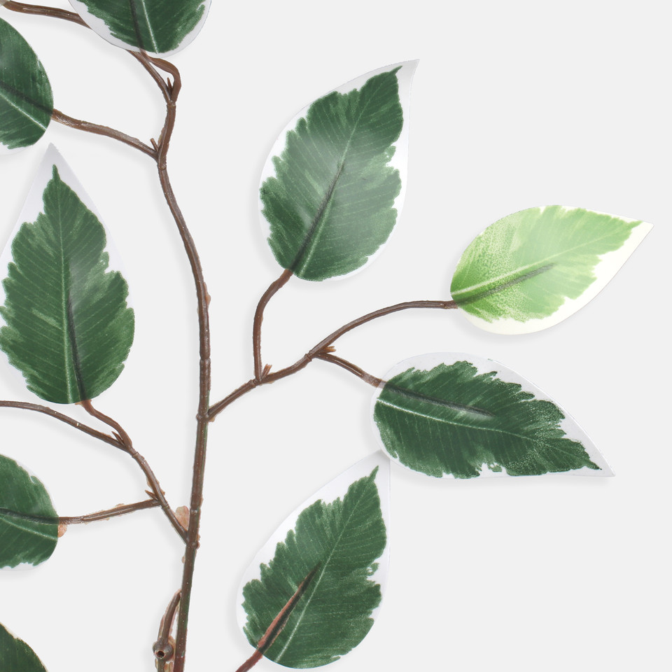 Ficus, Green/White Edge F224-01