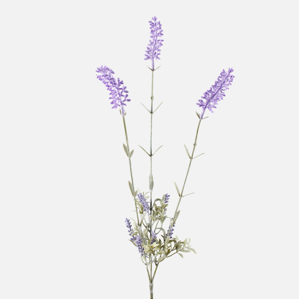 Lawenda x 3, Lavender A665-01