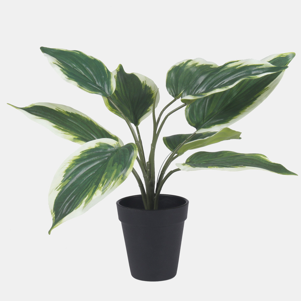 Hosta in a pot, Green/White Edge Z209-01