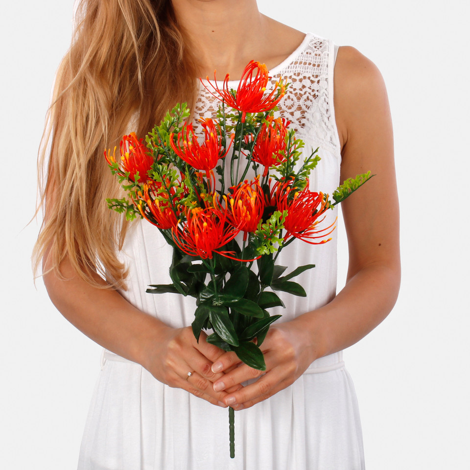 Protea x 10 QA247