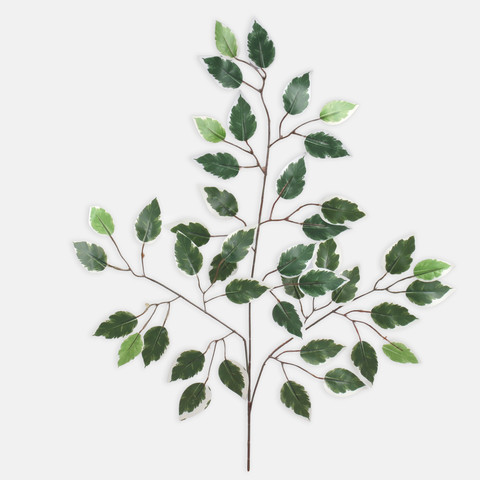 Ficus F224