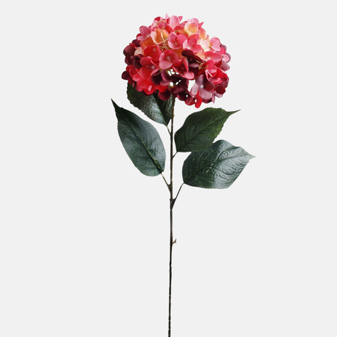 Hydrangea, Beauty L911-05