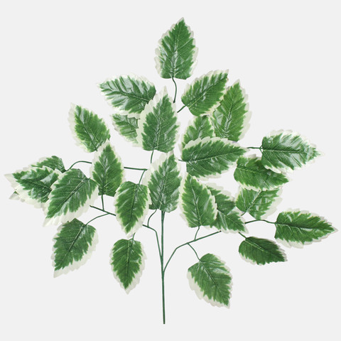 Elm F177