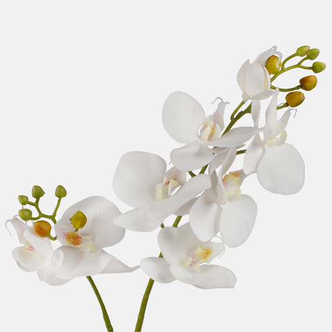 Orchid, White L765L-01