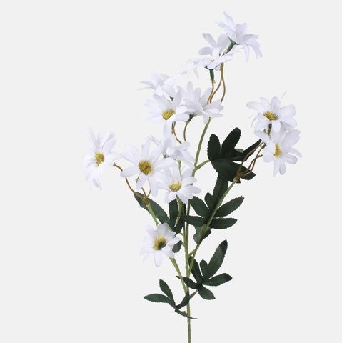 Pyrethrum, Mix 1 L865-01