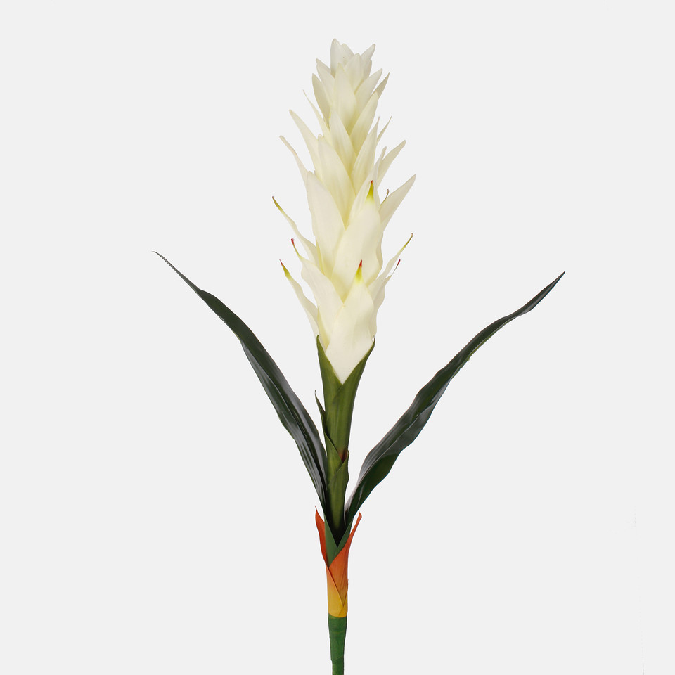 Pineapple, Mix 1 L815-01