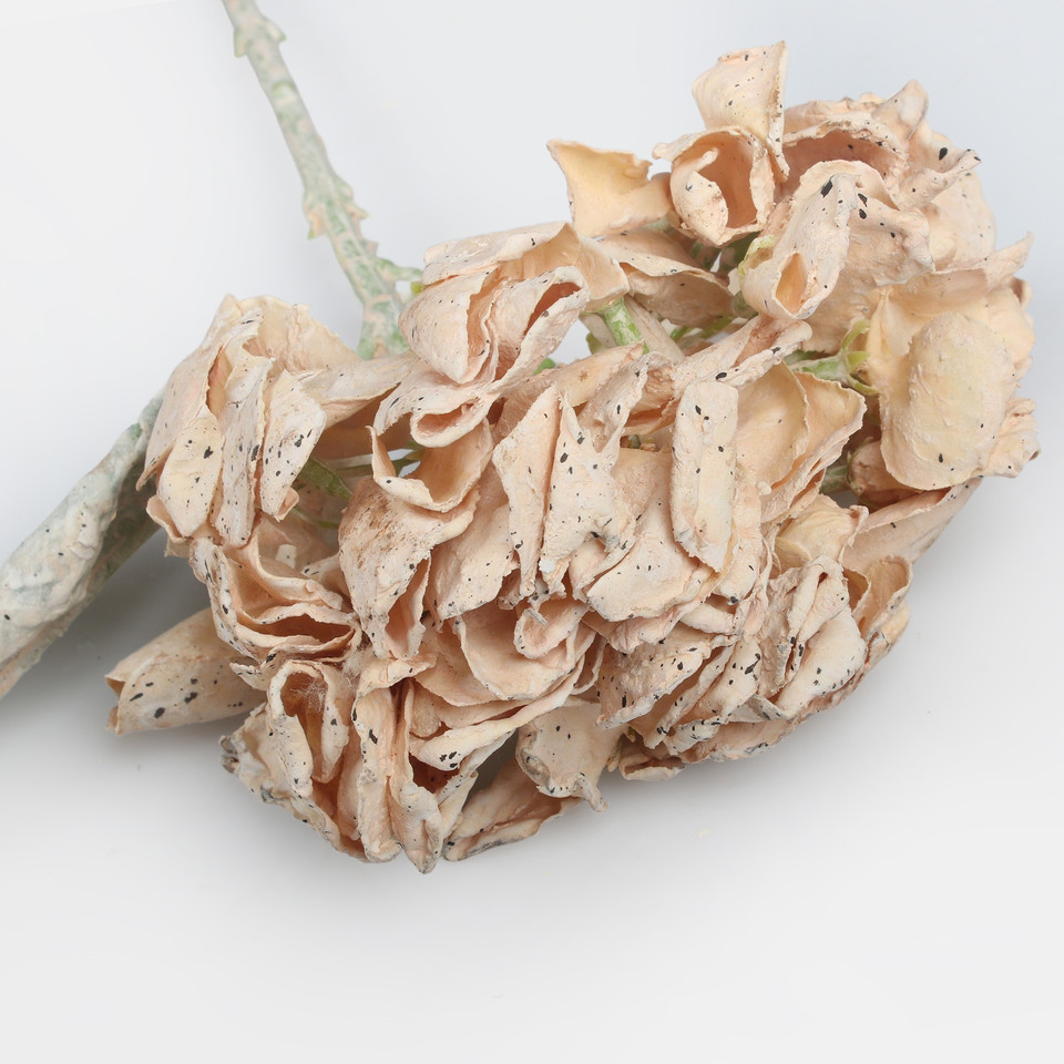Hortensja, Beige G462-02