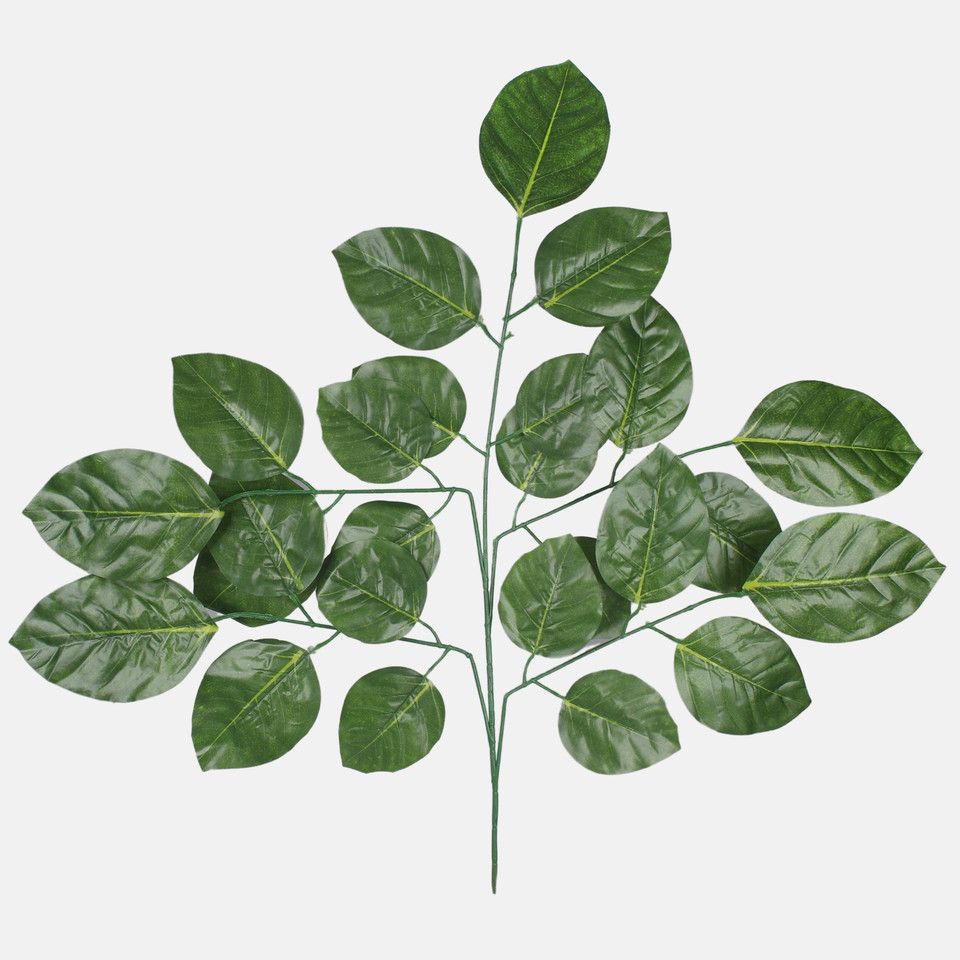 Beech, Green F184-01