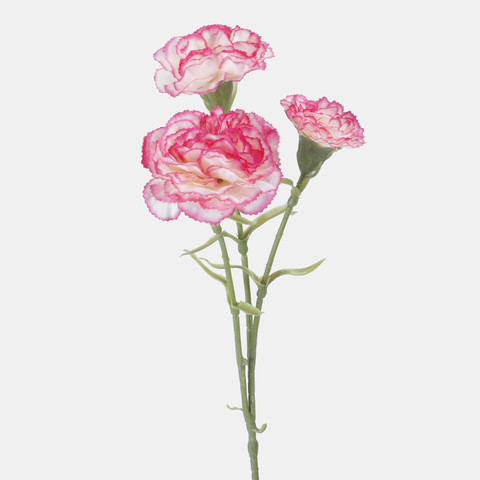 Goździk x 3, Cream/Pink Edge L699-05
