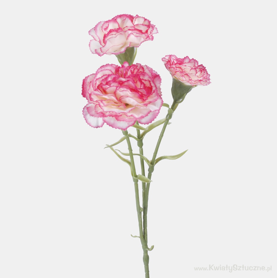 Carnation, Cream/Pink Edge L699-05