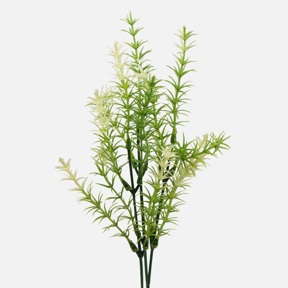 Asparagus, Green/Cream A336-01