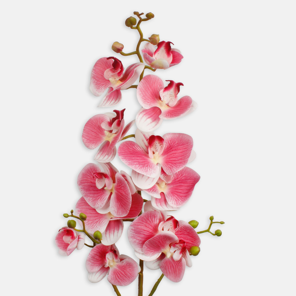 Orchid, Pink L802L-01