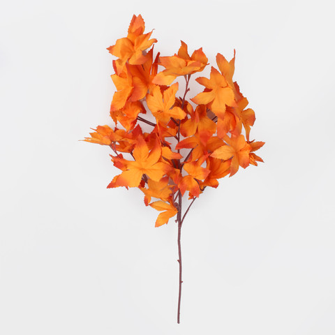 Japanese maple, T.T. Orange F248-01