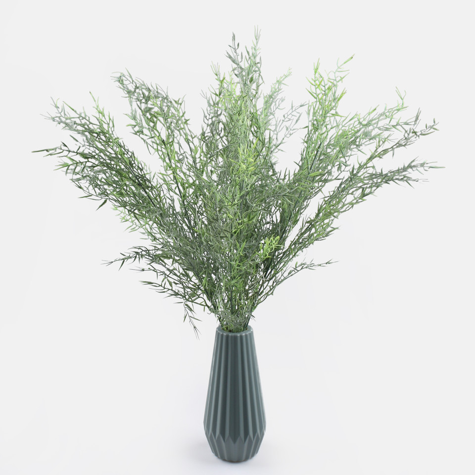 Asparagus, Green A871-01