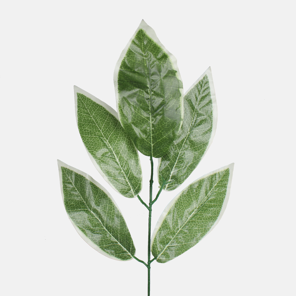 Mango, Green/White Edge F161B-01