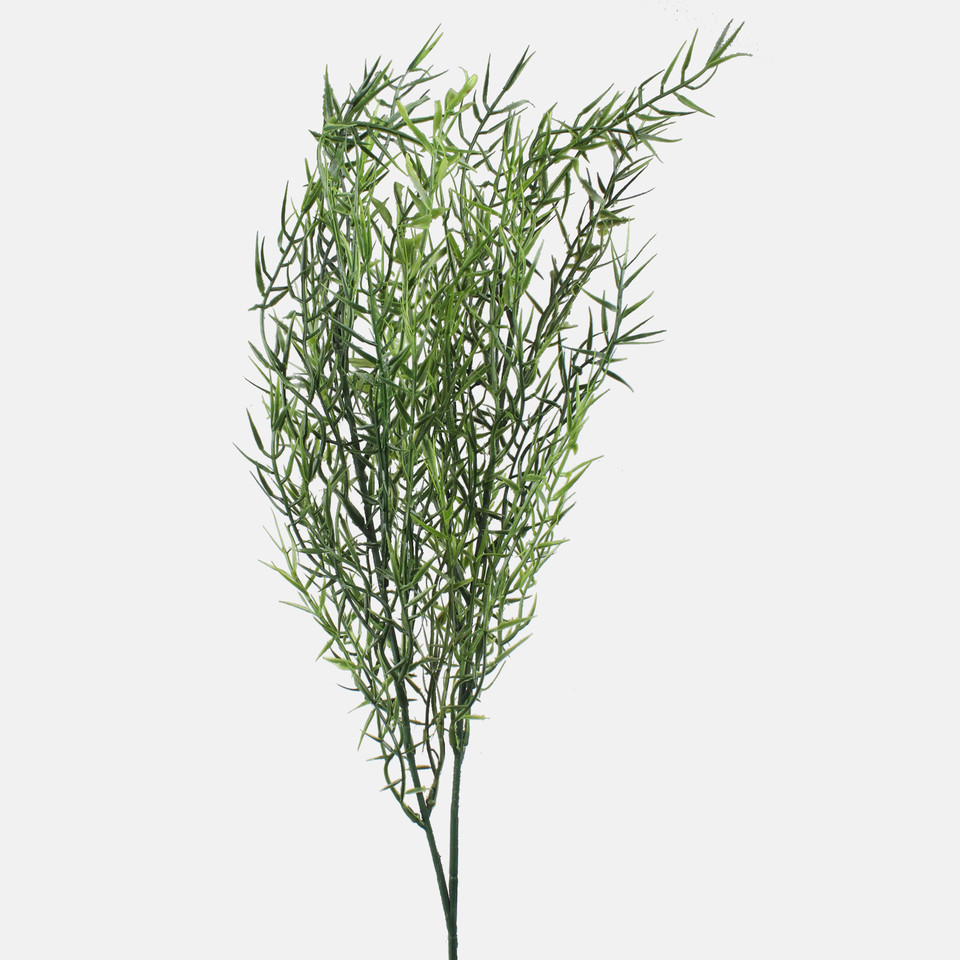 Asparagus, Green A703-01