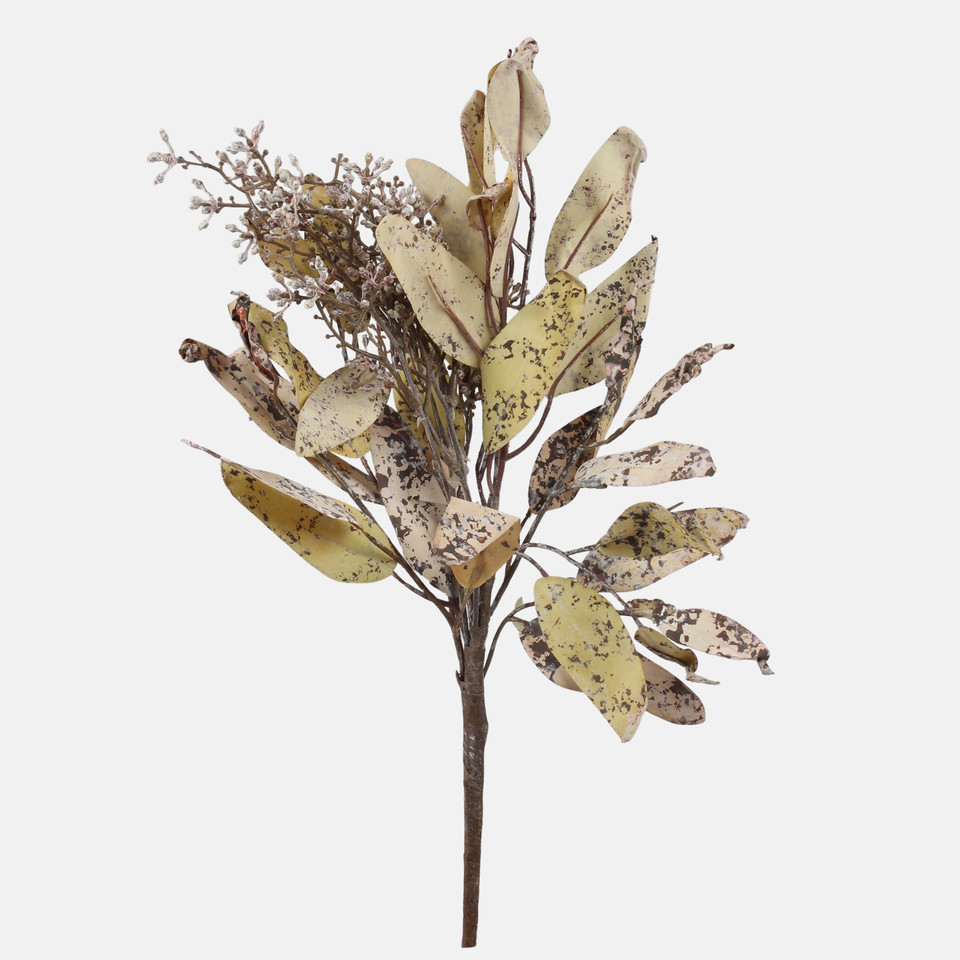 Perukowiec, Autumn Beige A772-01