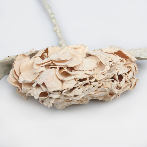 Hydrangea, Beige G462-02