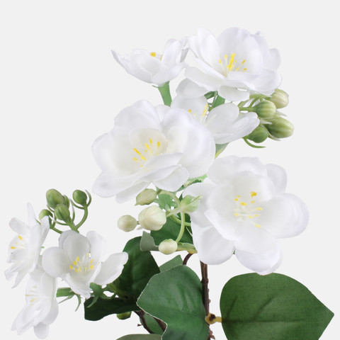 Jasmine, White G479-01
