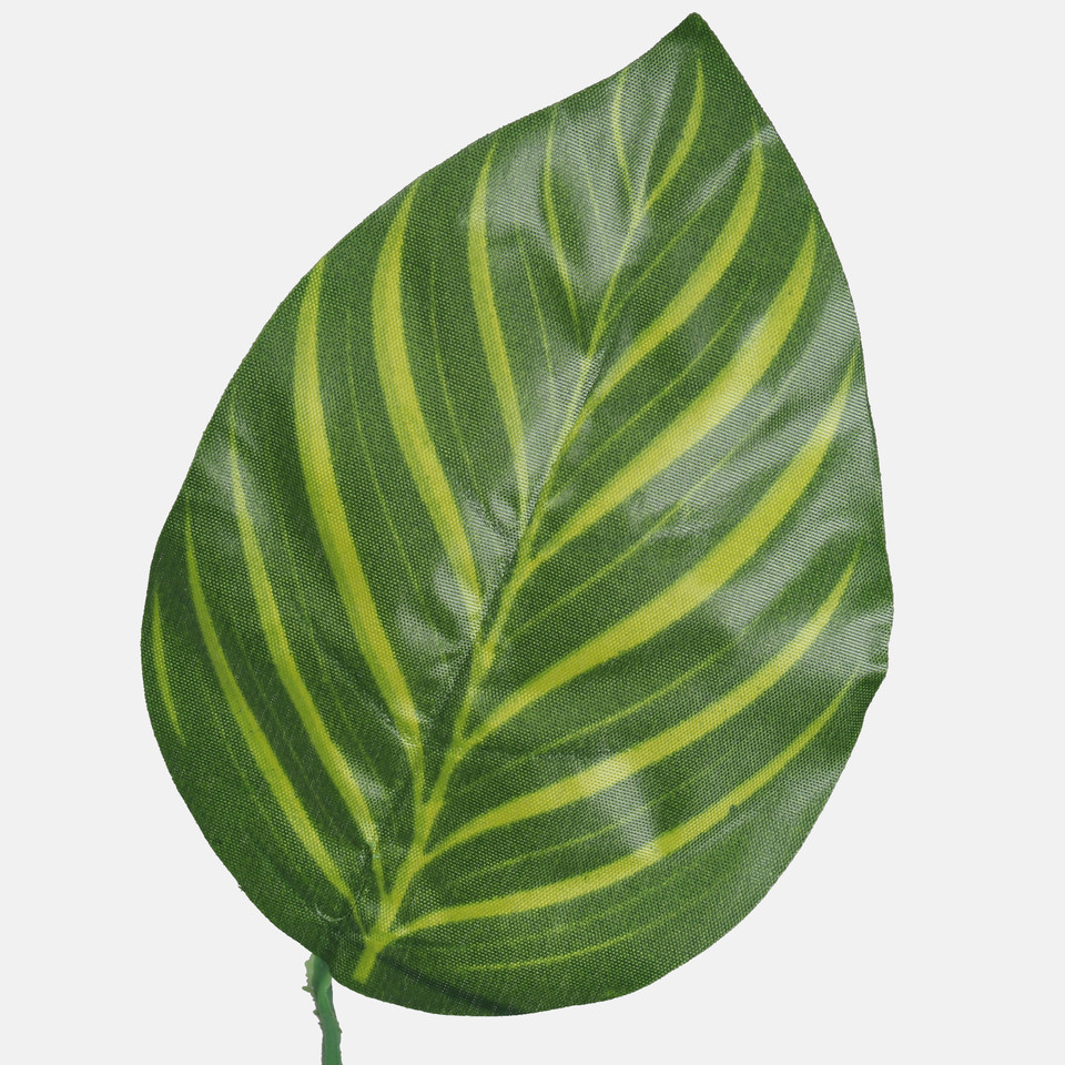 Calathea, Green F214-01