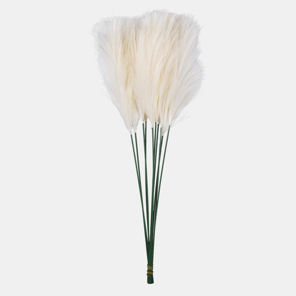Pióropusz pampasowy, Ivory A729-01