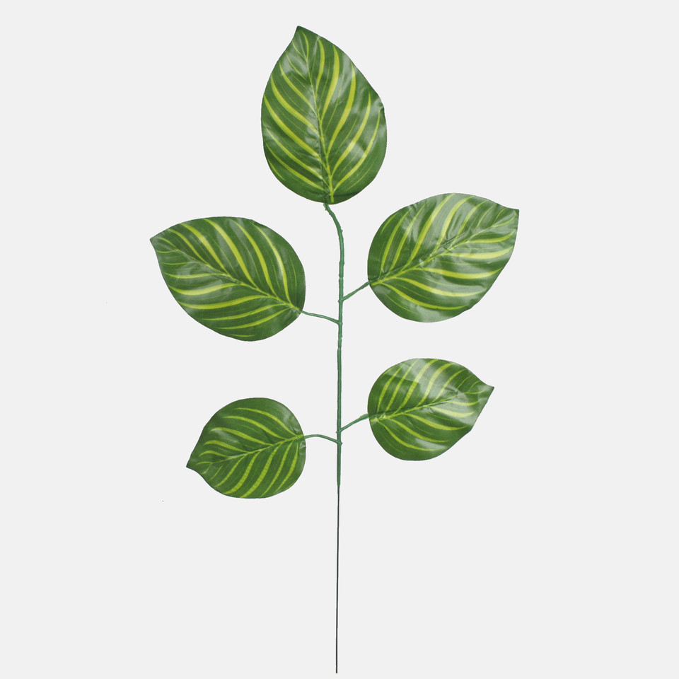 Calathea, Green F214-01
