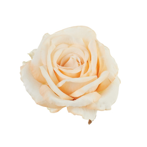 Rose, #03 peach B70-03
